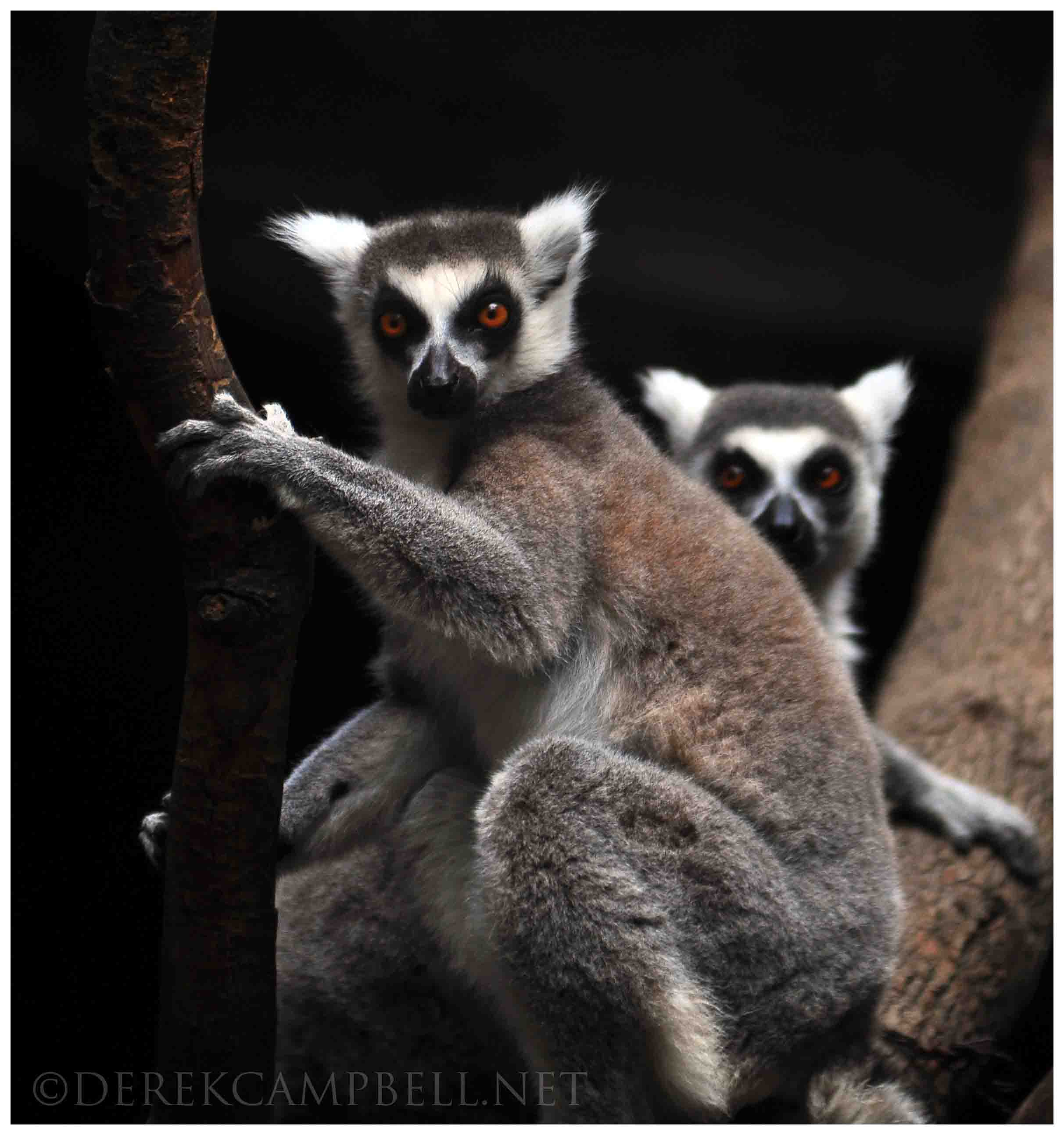 2 lemurs in mexico city zoo