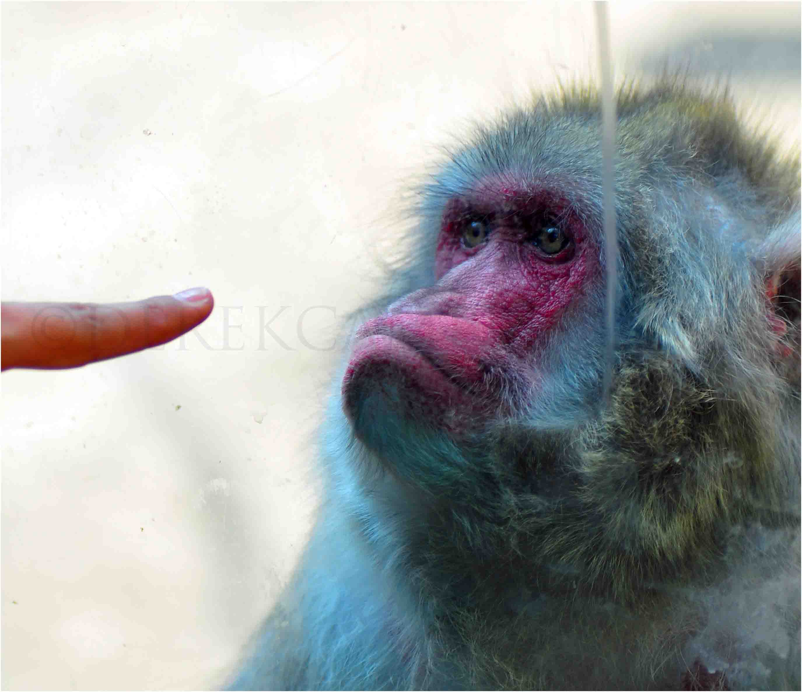 Monkey examines someones finger