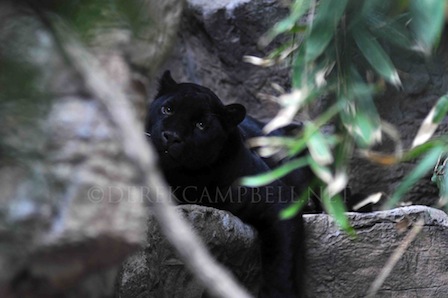 Things to do in Mexico City – Chapultepec Zoo