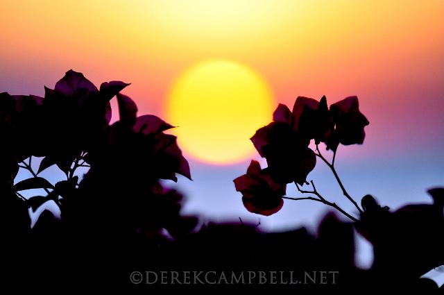 Cancun Sunset Flowers and Sunset
