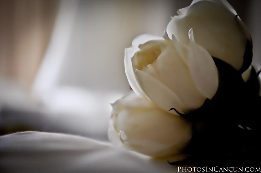 https://www.photosincancun.com/ Riviera Maya Photography