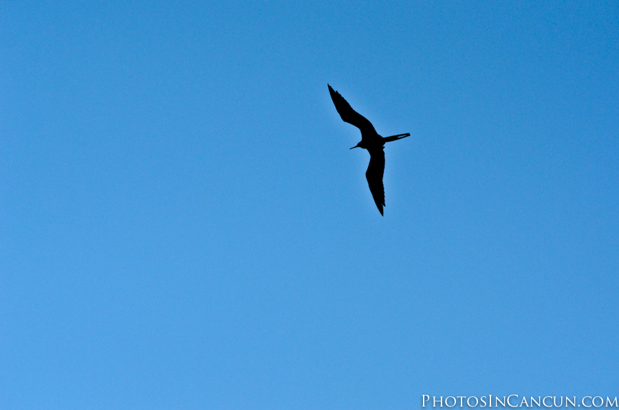 Excellence Playa Mujeres Photographer-15 Playa Mujeres Photographer