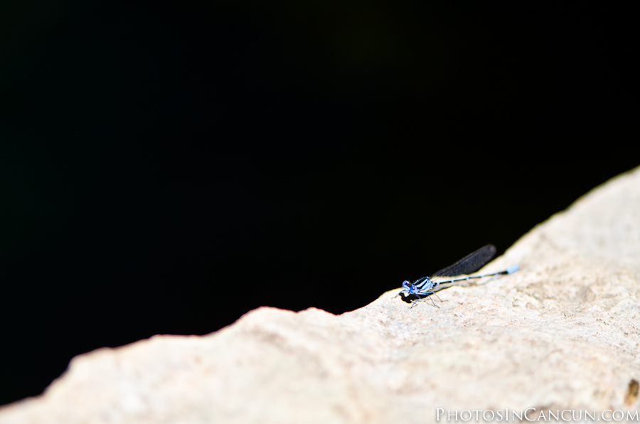 https://www.photosincancun.com/ Barcelo Maya - TTD Cenote Beach Session