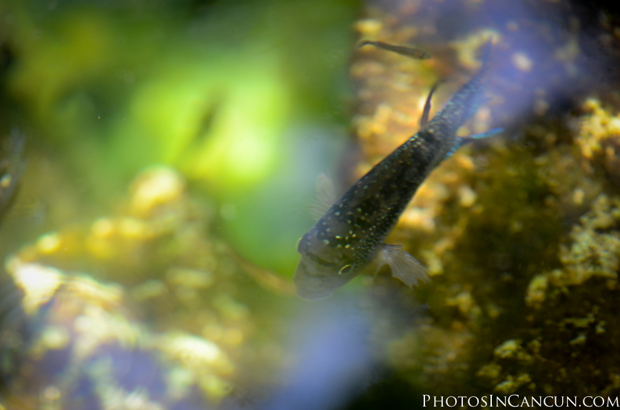 https://www.photosincancun.com/ Barcelo Maya - TTD Cenote Beach Session