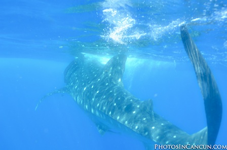 Photos In Cancun – Trash The Dress with Whale Sharks