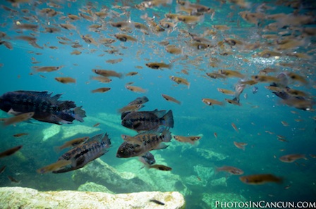 Photos In Cancun – Underwater – Rock The Frock