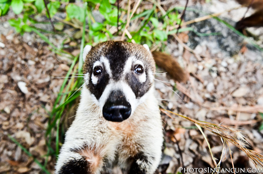 https://www.photosincancun.com/ A Coati - Came to say hello