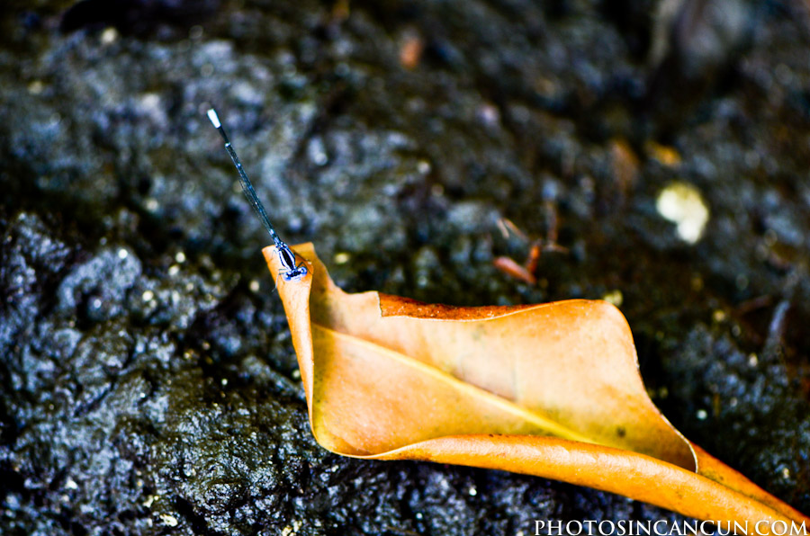 www.photosincancun.com