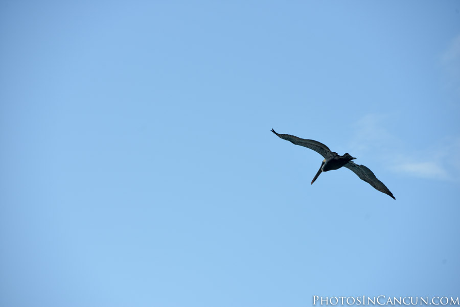 https://www.photosincancun.com/