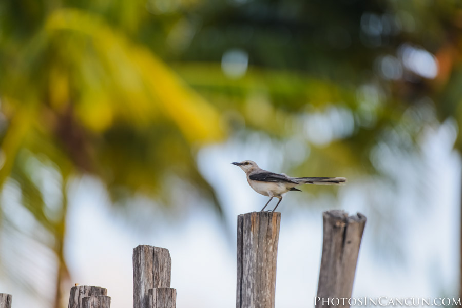 https://www.photosincancun.com/